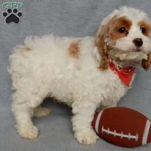 Teddy, Cockapoo Puppy